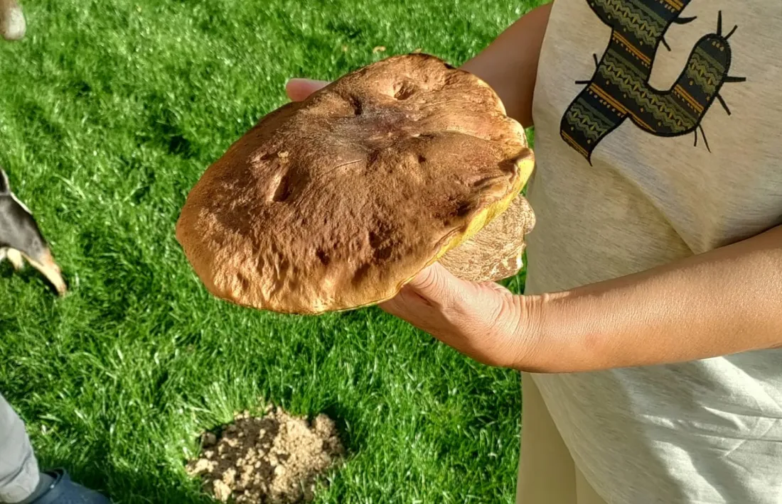 Un cep trobat el cap de setmana passat al Pirineu.