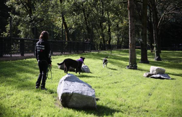 p. 10 gossos canrodes