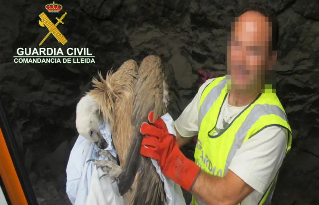 Recuperen un exemplar de voltor a la Pobla de Segur