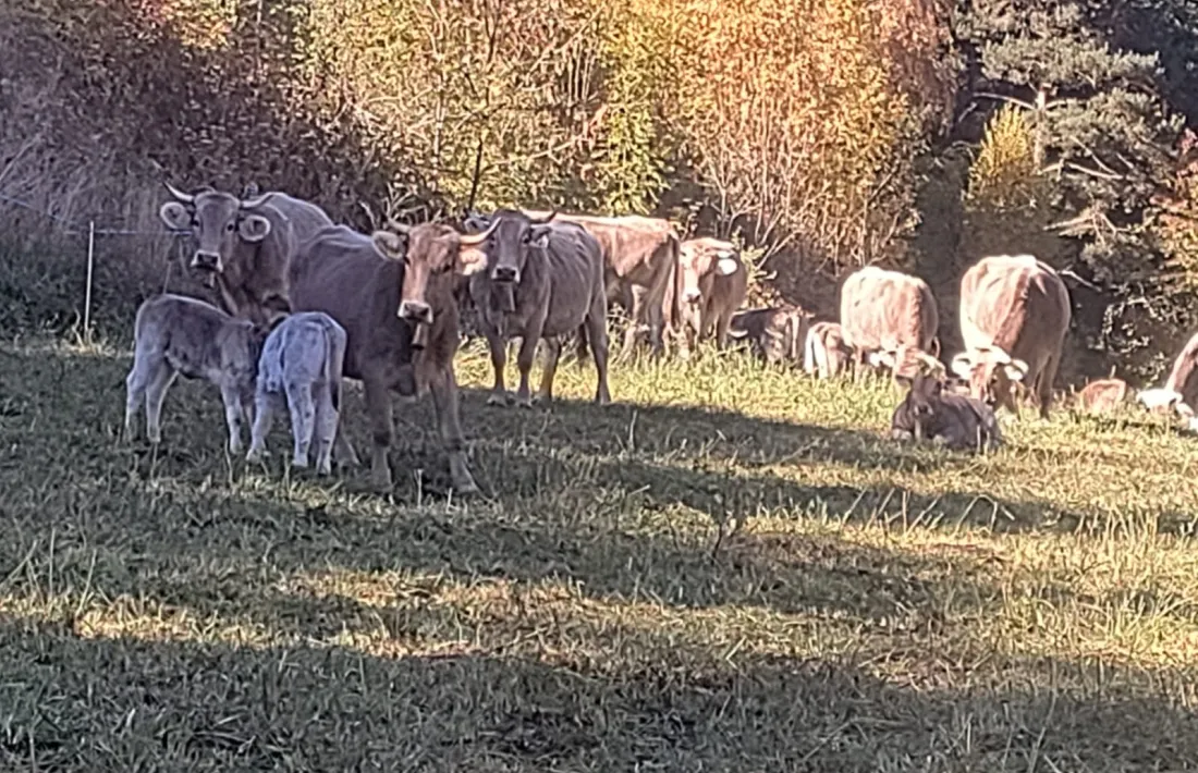 Vaques pasturant al Camí del Mas, entre Juberri i Auvinyà.