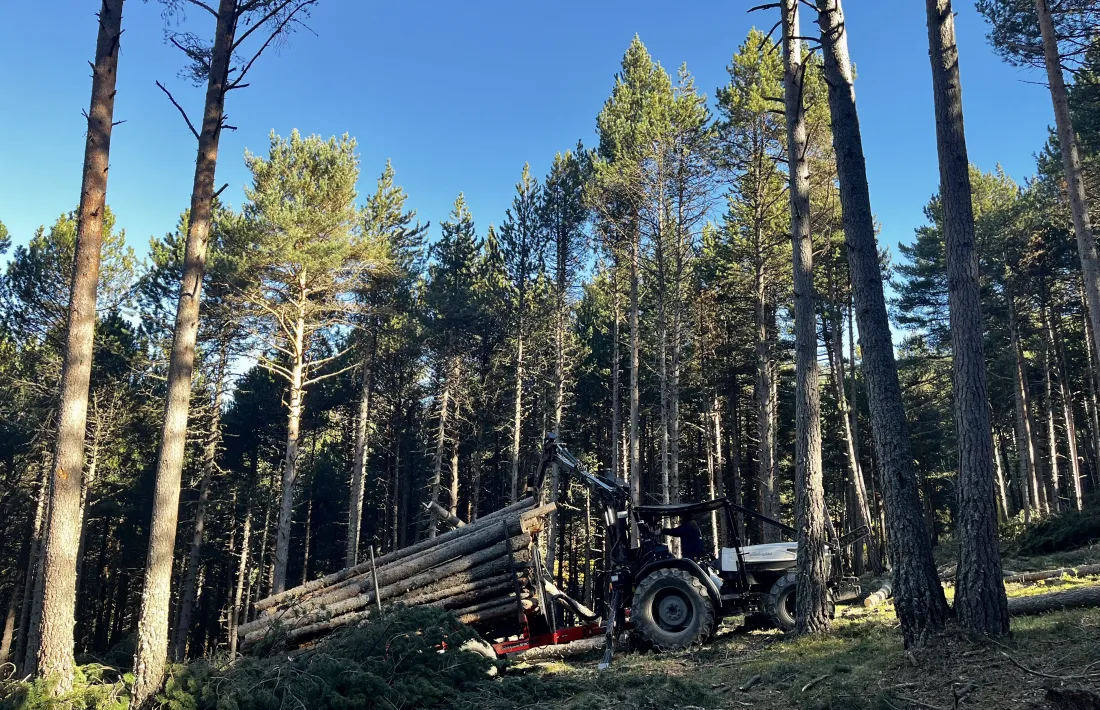 El Comú de la Massana porta a terme treballs de gestió forestal per millorar la biodiversitat, reduir el risc d’incendis i donar suport a la ramaderia.
