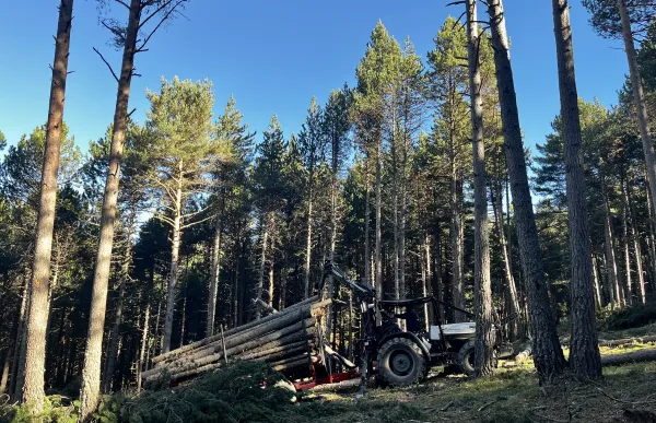 massana gestio forestal