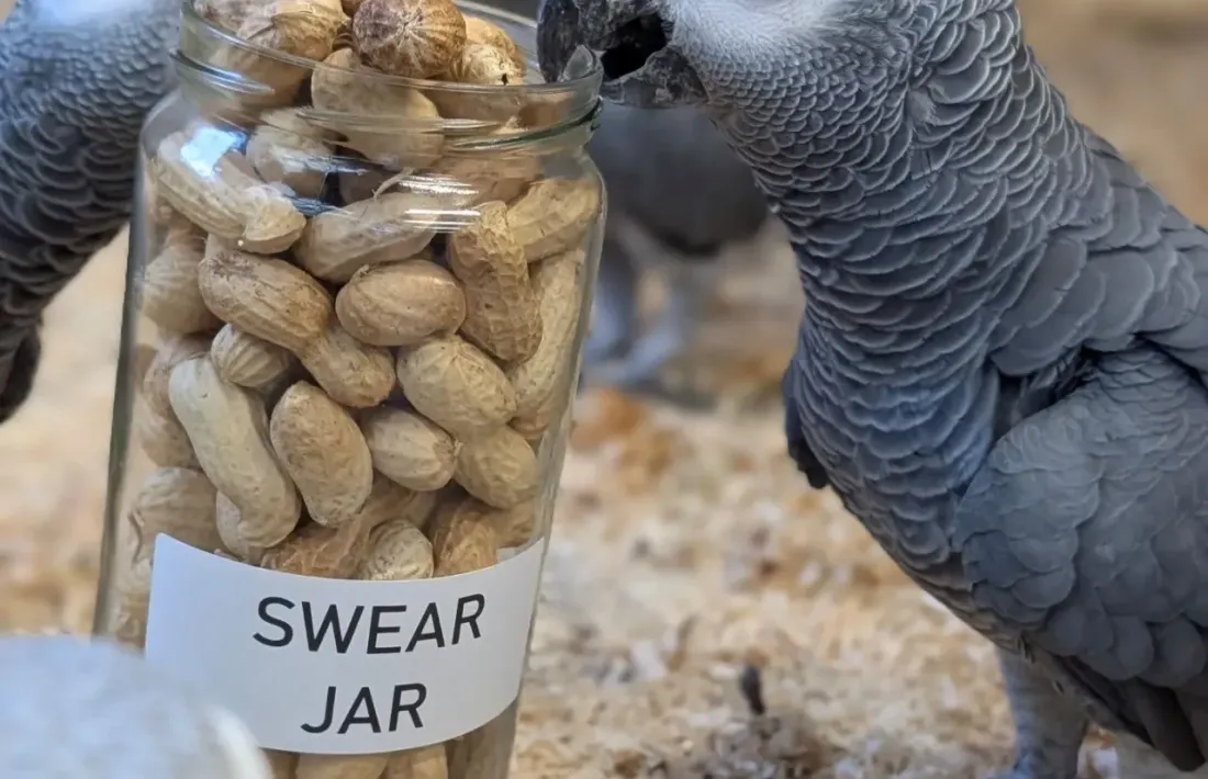 Els Swearing Parrots. 