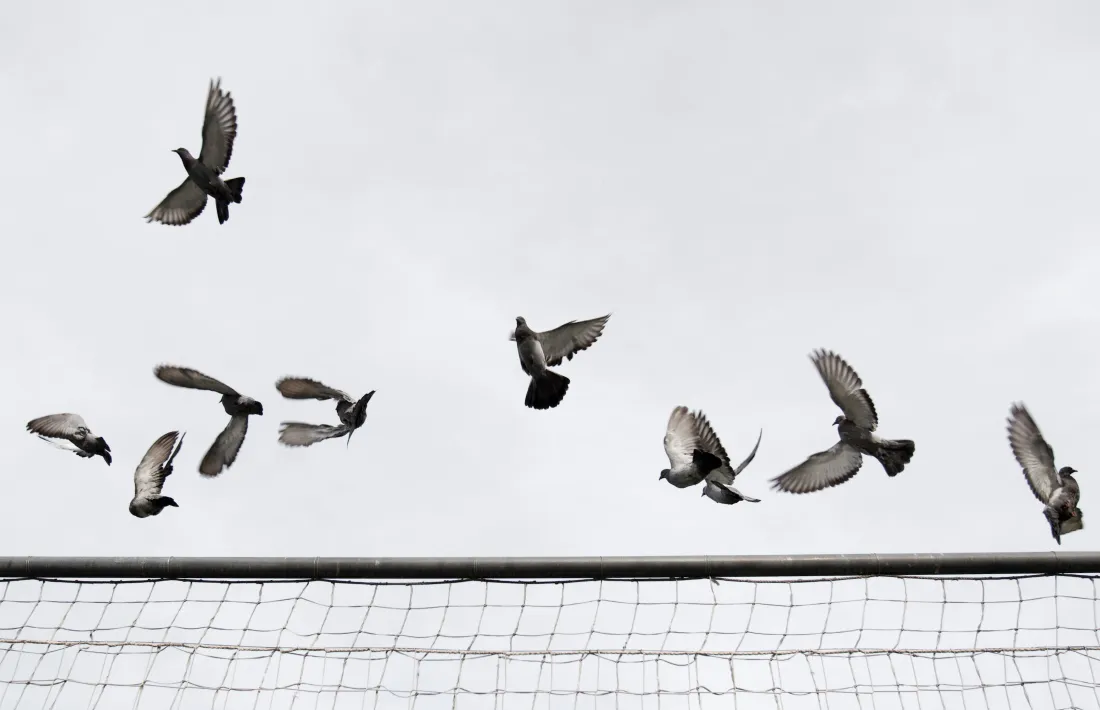 Coloms volant prop d'una tanca.