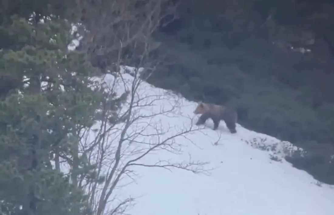 Un os passejant pel país.