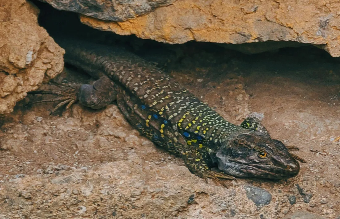 Una serenalla pallaresa (Iberolacerta aurelioi).