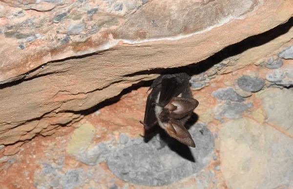 p. 16 1 PLEAUS_cova_Jenera_Gurp_202309 (3)