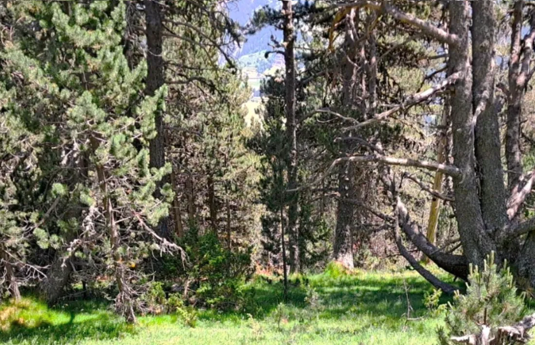 El treball de camp s'ha efgectuat en un bosc de pi negre d’alt interès ecològic, situat a la parròquia d’Ordino.
