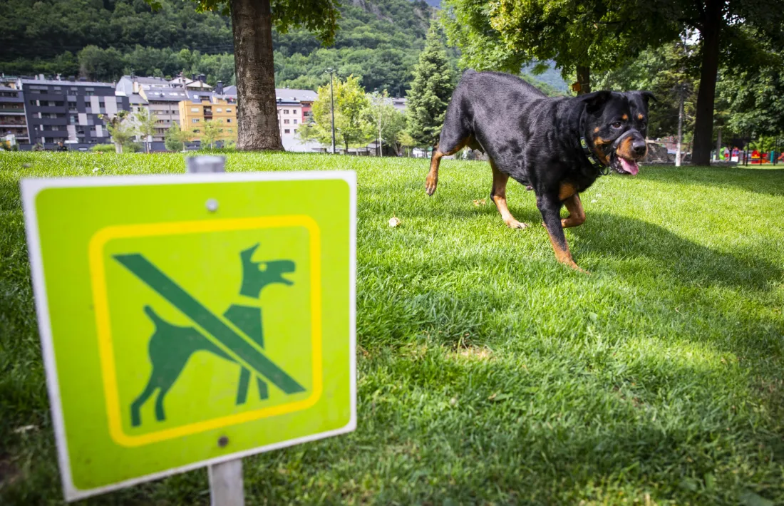 Un gos en una zona on els canins estan prohibits.