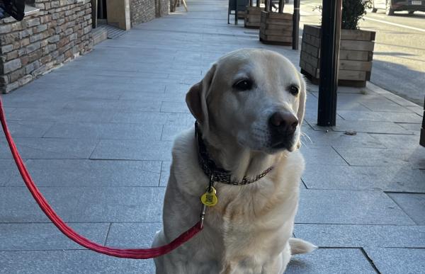 gos genotipat a Av Sant Antoni (002)