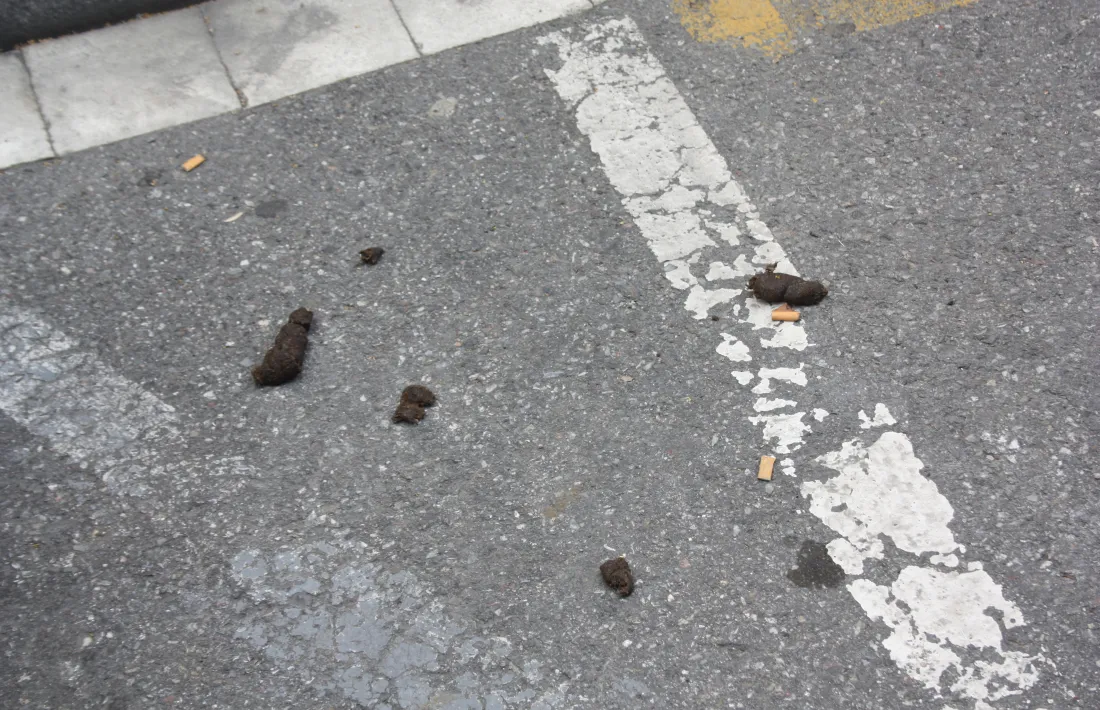 Els amos dels 10.000 gossos censats hauran de pagar les anàlisis d’ADN