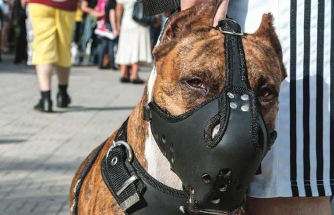 Un gos potencialment perillós.