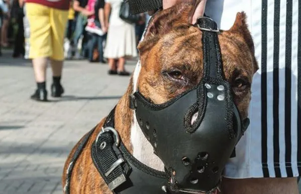 p. 8 foto 2 gos perillos