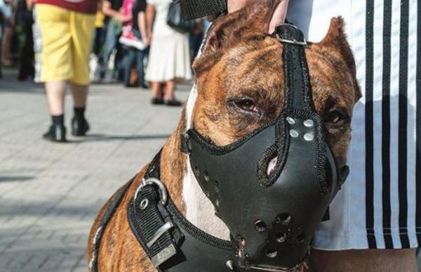 p. 8 foto 2 gos perillos