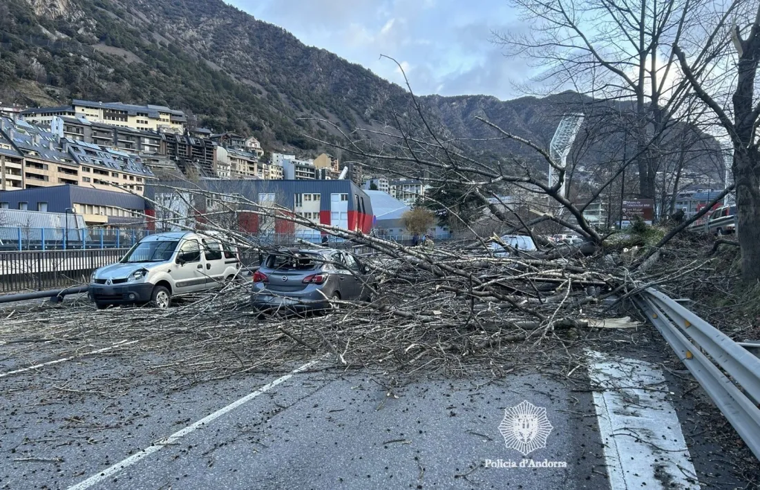 Els arbres caiguts aquest matí a l'avinguda Salou.