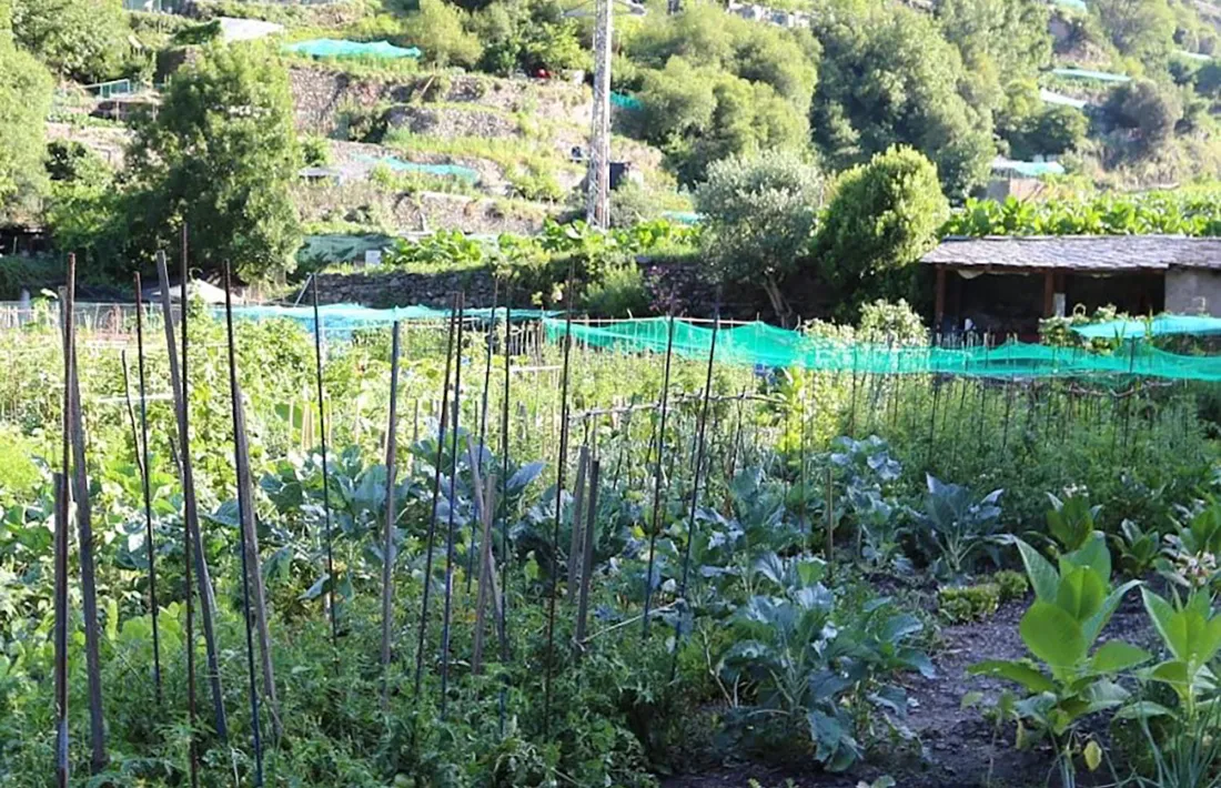 Una part dels horts socials de Sant Julià de Lòria.
