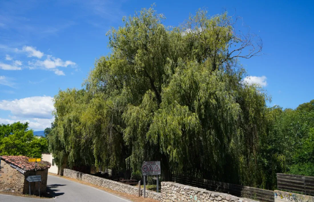 Tres desmais creixien tot just passar el pont de la Palanca, al camí d'Arfa. Van ser tallats. 