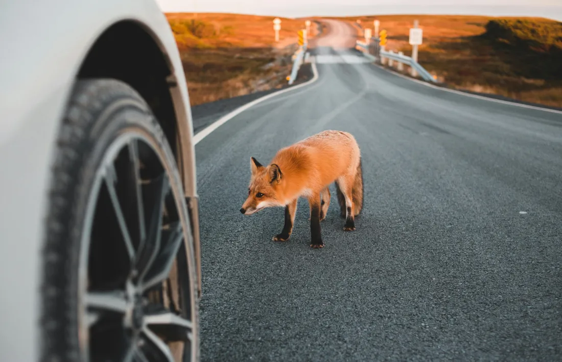 Uan guineu creua una carrtera.