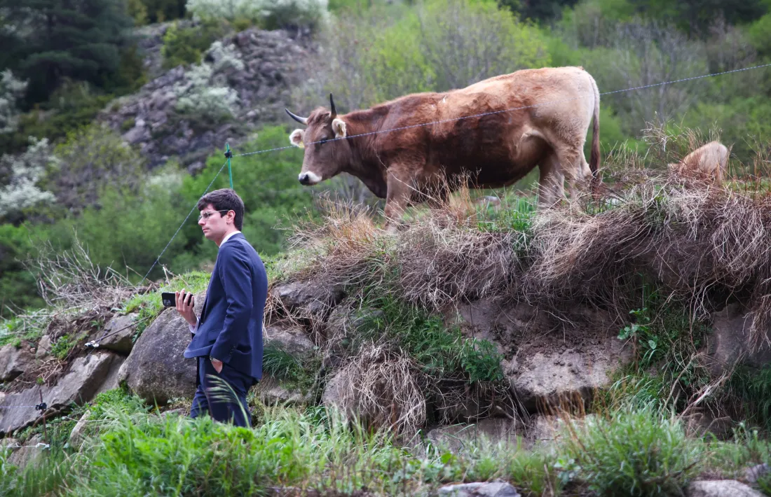 Un periodista es passeja observat per una vaca a l'exterior de Radio Andorra.