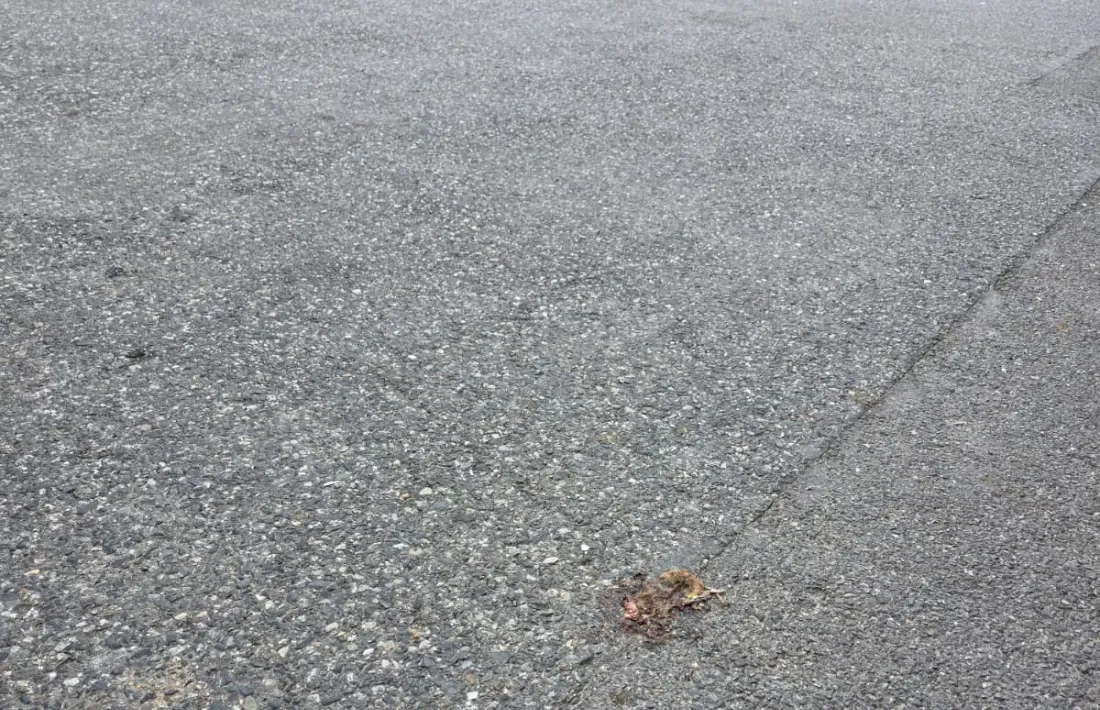 Excrements de rata en una dependència duanera.