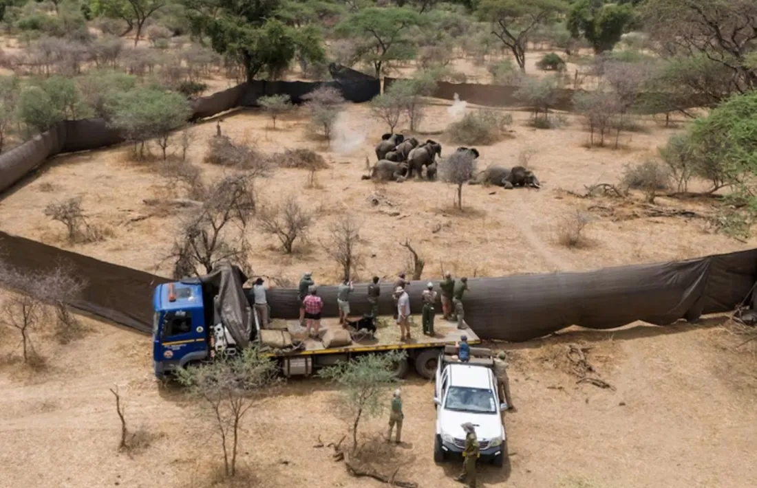 Zimbàbue, 23 d'octubre de 2025: sacrifici d'una família d'elefants.